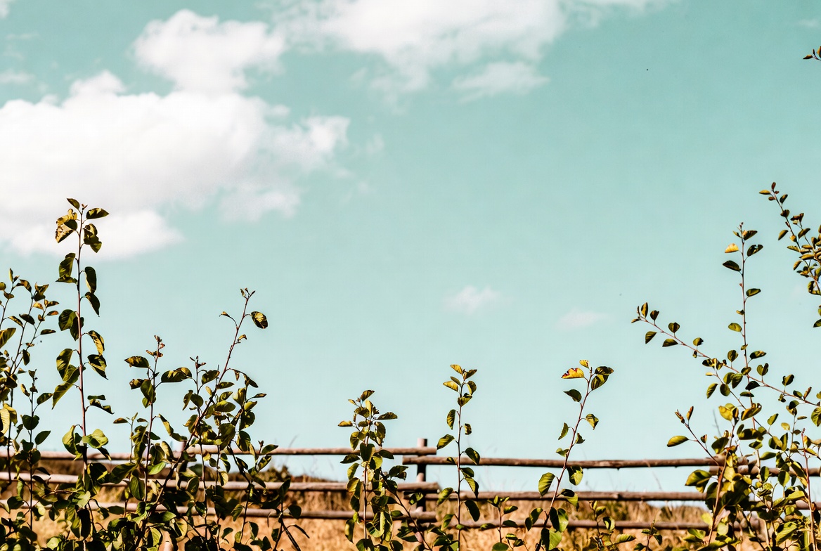 Green leaves over wooden fence Green leaves over wooden fence