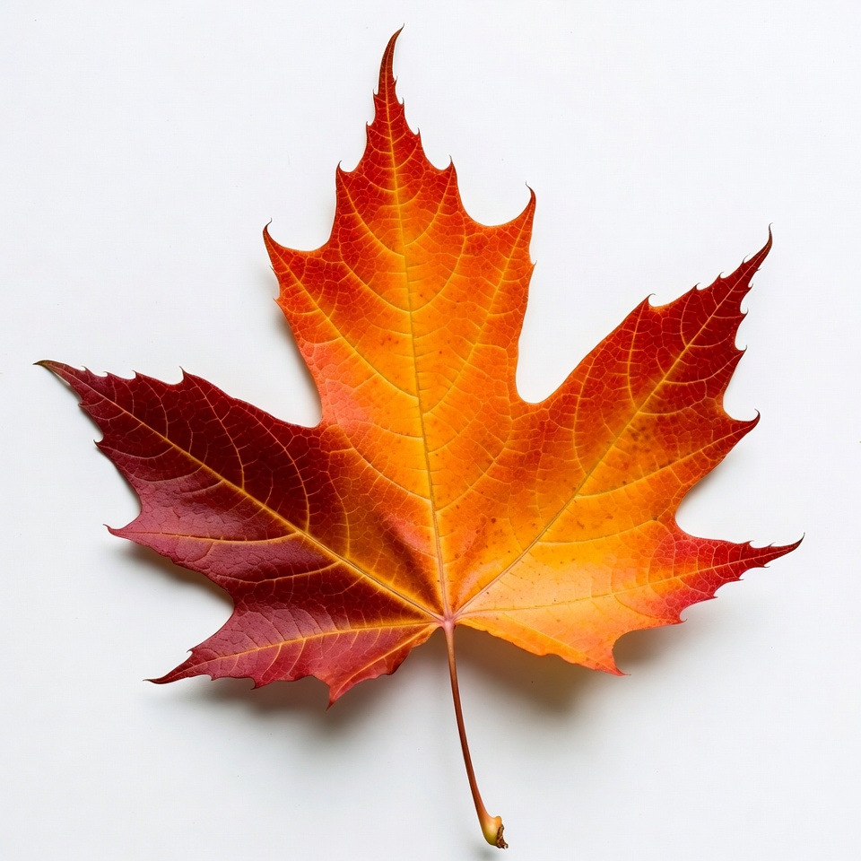 Red Maple Leaf on White Background Red Maple Leaf on White Background