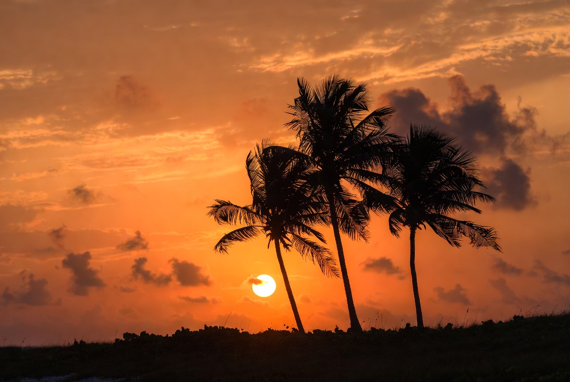 Silhouette Palm Trees Sunset Silhouette Palm Trees Sunset