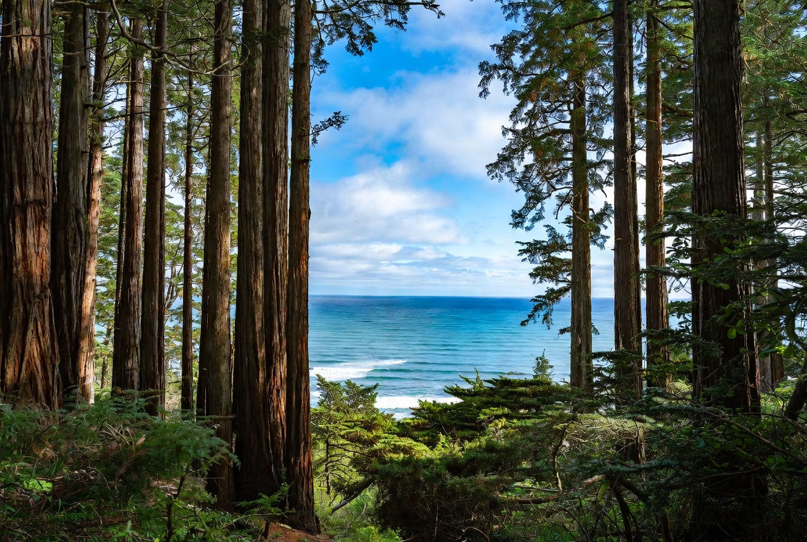 Redwoods Framing Ocean View Redwoods Framing Ocean View