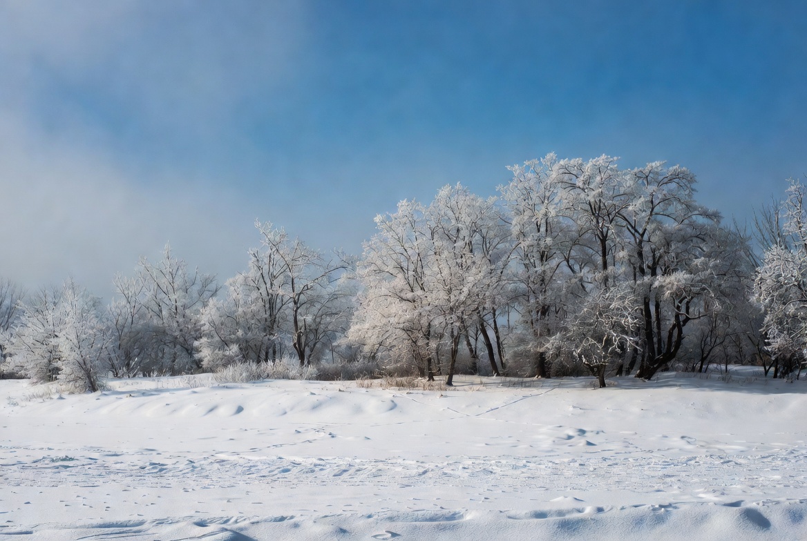 Frost-covered trees in snowy landscape Frost-covered trees in snowy landscape