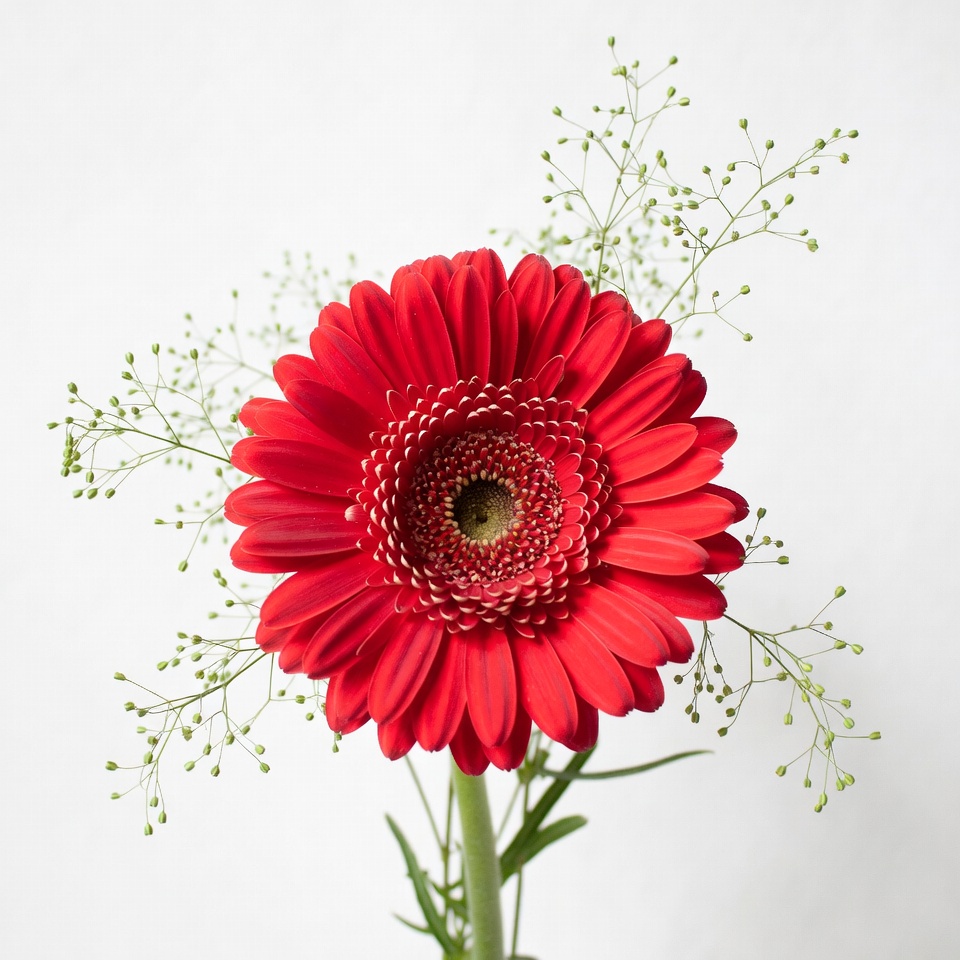 Red Gerbera Daisy with Greenery Red Gerbera Daisy with Greenery