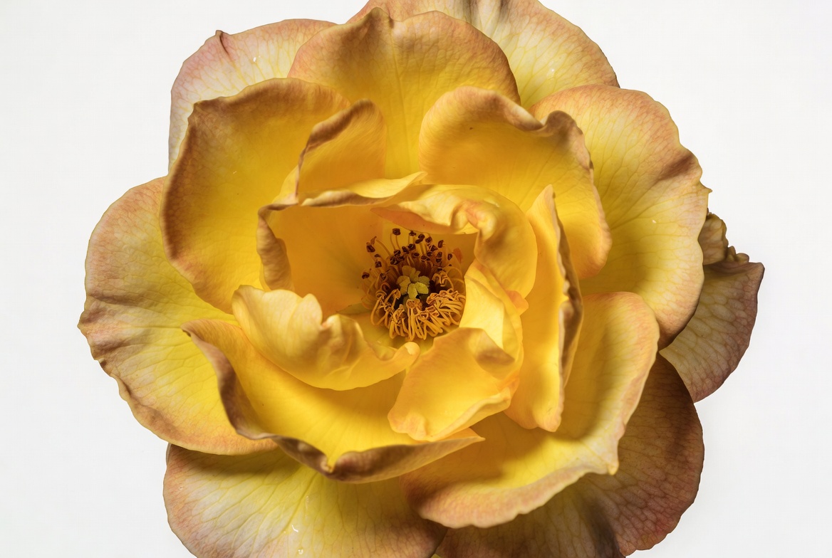 Yellow Rose Bloom Closeup Yellow Rose Bloom Closeup