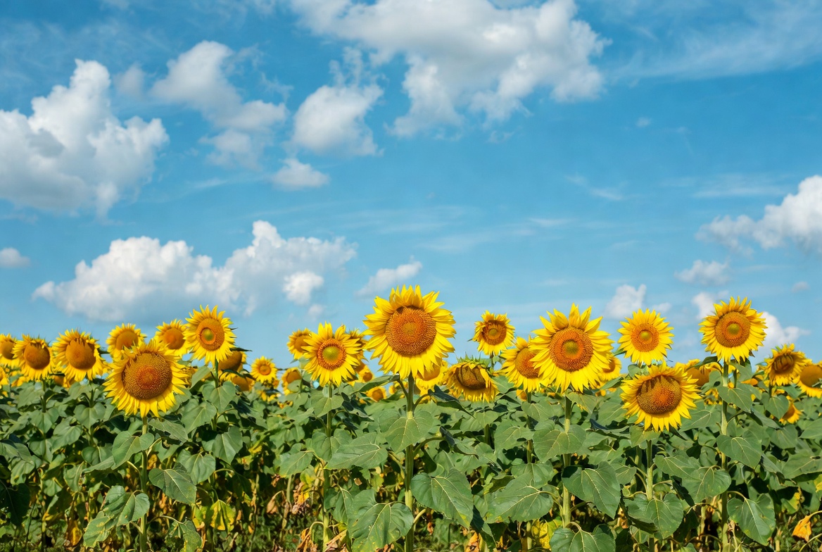 Sunflower Field Under Blue Sky Sunflower Field Under Blue Sky