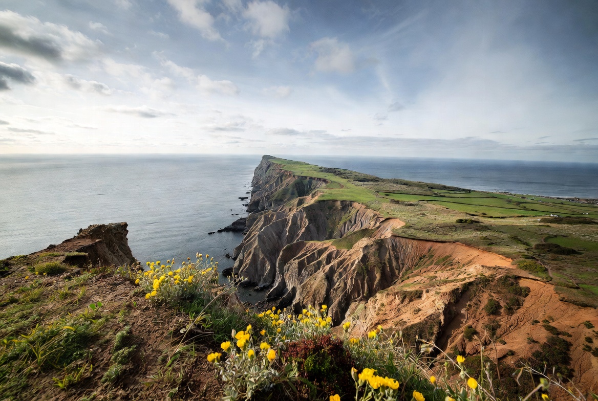 Cliff Edge with Ocean and Yellow Flowers Cliff Edge with Ocean and Yellow Flowers
