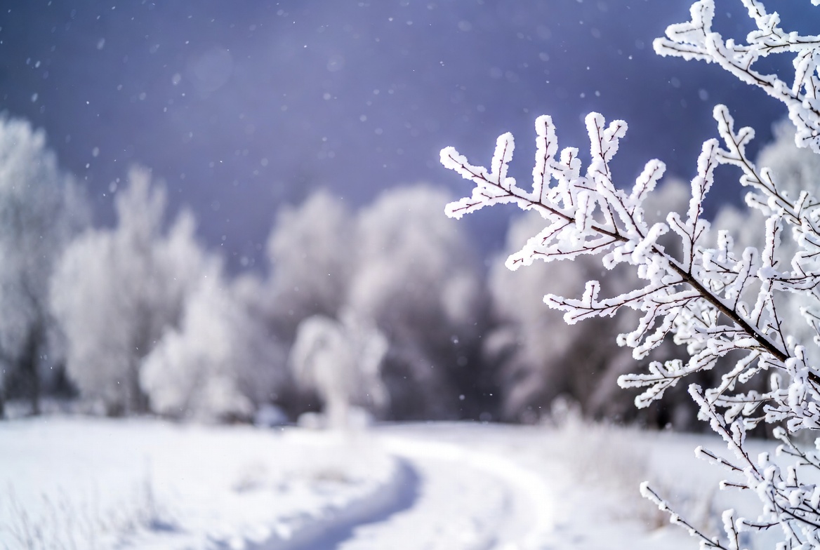 Frosty Branches in Snowy Winter Landscape Frosty Branches in Snowy Winter Landscape