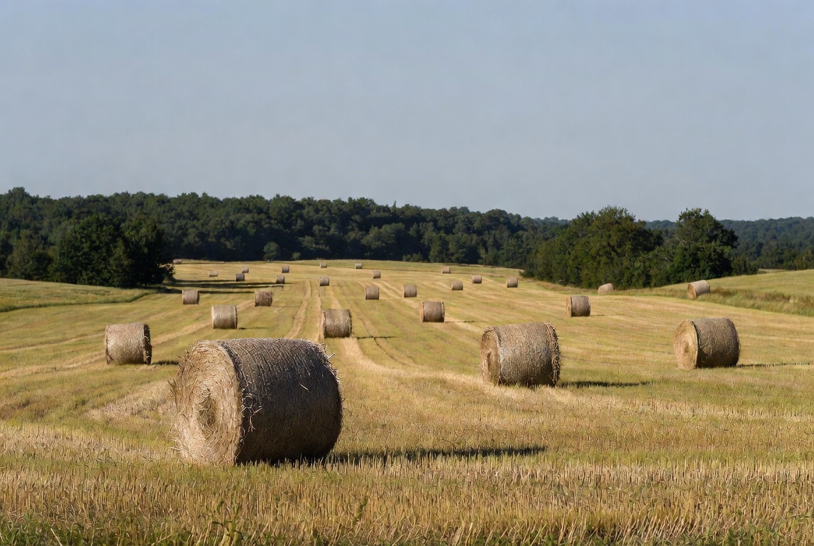 Hay bales in golden field Hay bales in golden field
