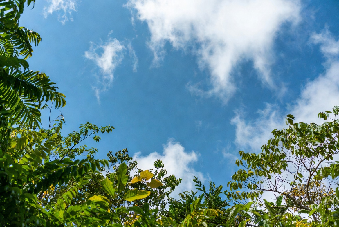Blue sky framed by tropical leaves Blue sky framed by tropical leaves