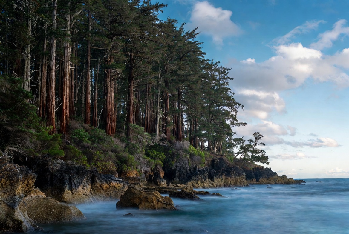 Coastline Redwood Forest with Ocean Waves Coastline Redwood Forest with Ocean Waves