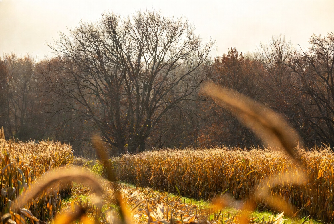 Corn Field with Autumn Forest Background Corn Field with Autumn Forest Background