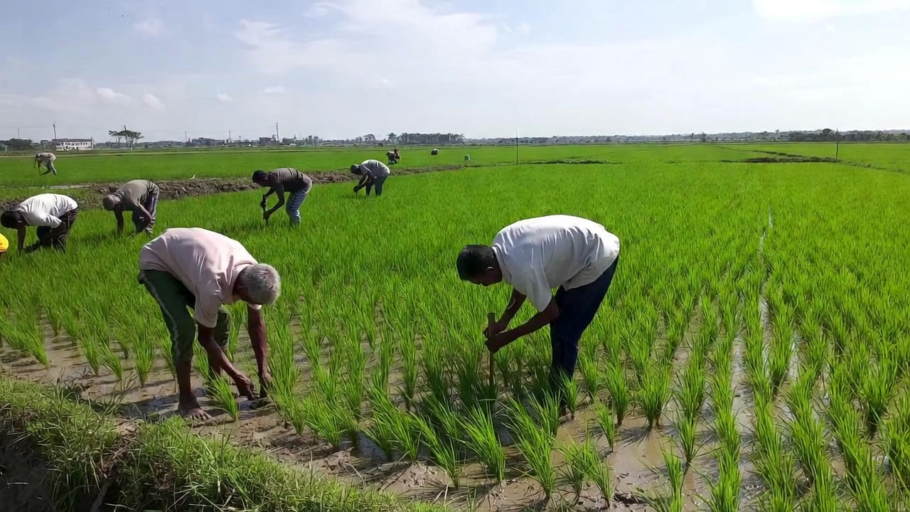 Farmers working in rice paddy field Farmers working in rice paddy field