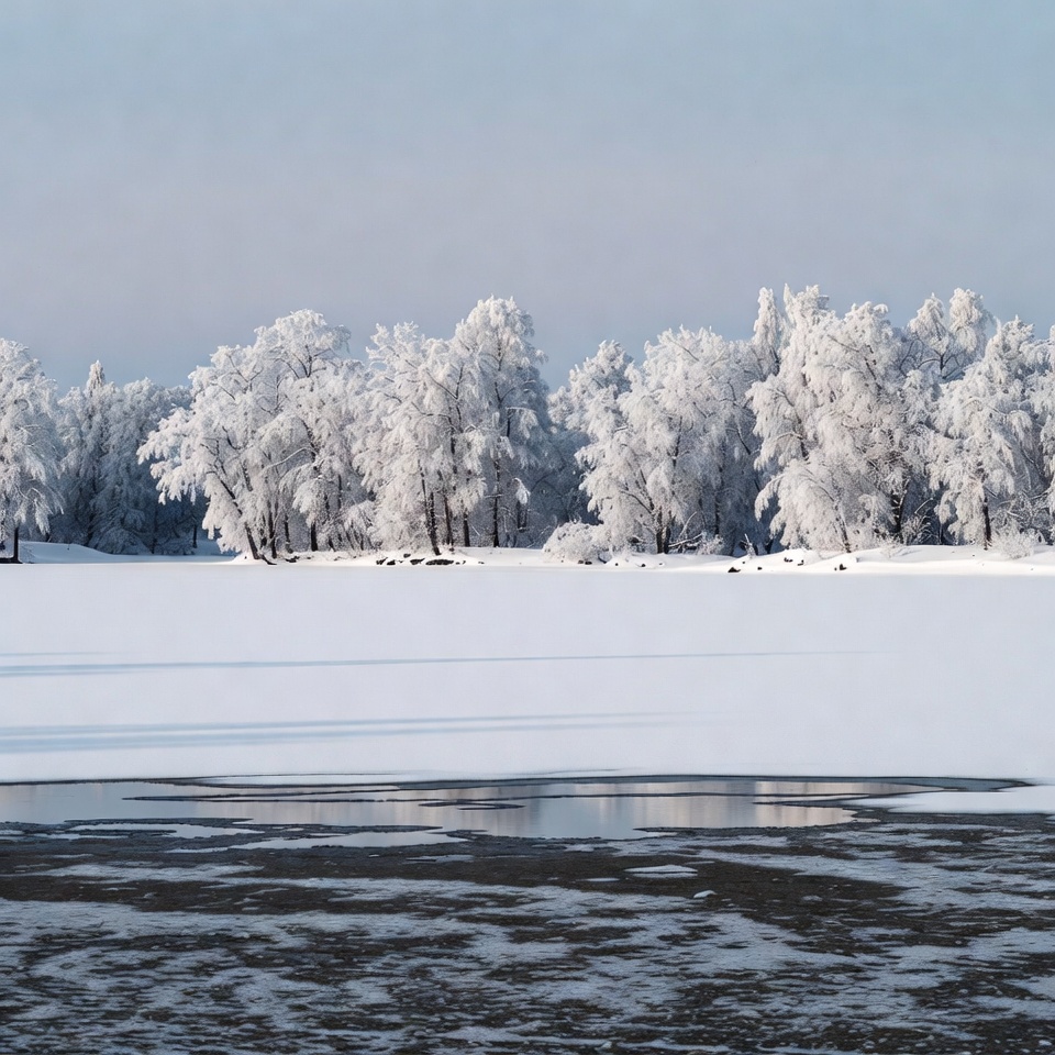 Snowy Trees by Frozen Lake Snowy Trees by Frozen Lake