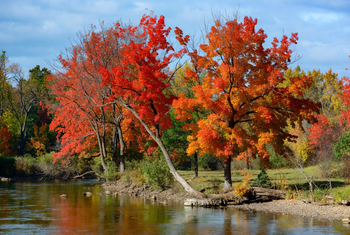 Red Maple Trees by River Red Maple Trees by River