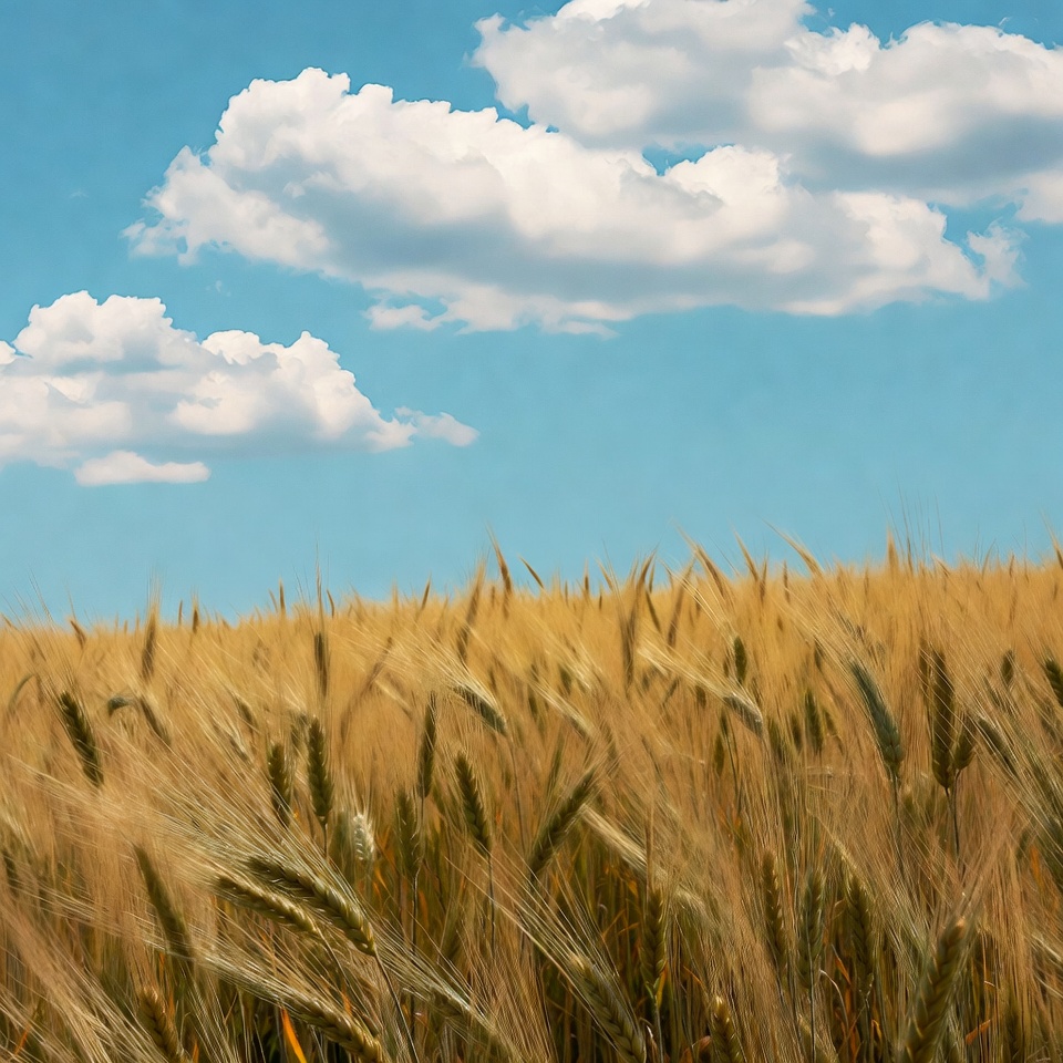 Golden Wheat Field Under Blue Sky Golden Wheat Field Under Blue Sky