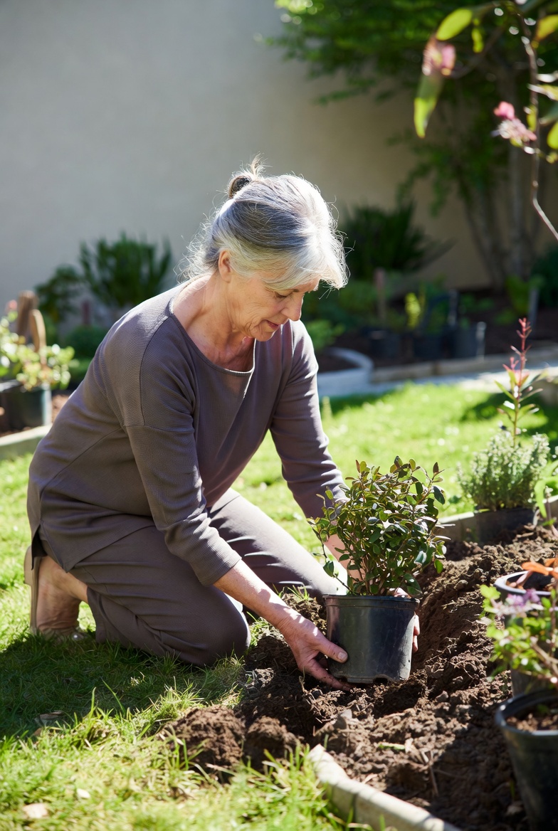 Elderly woman planting rose bush Elderly woman planting rose bush