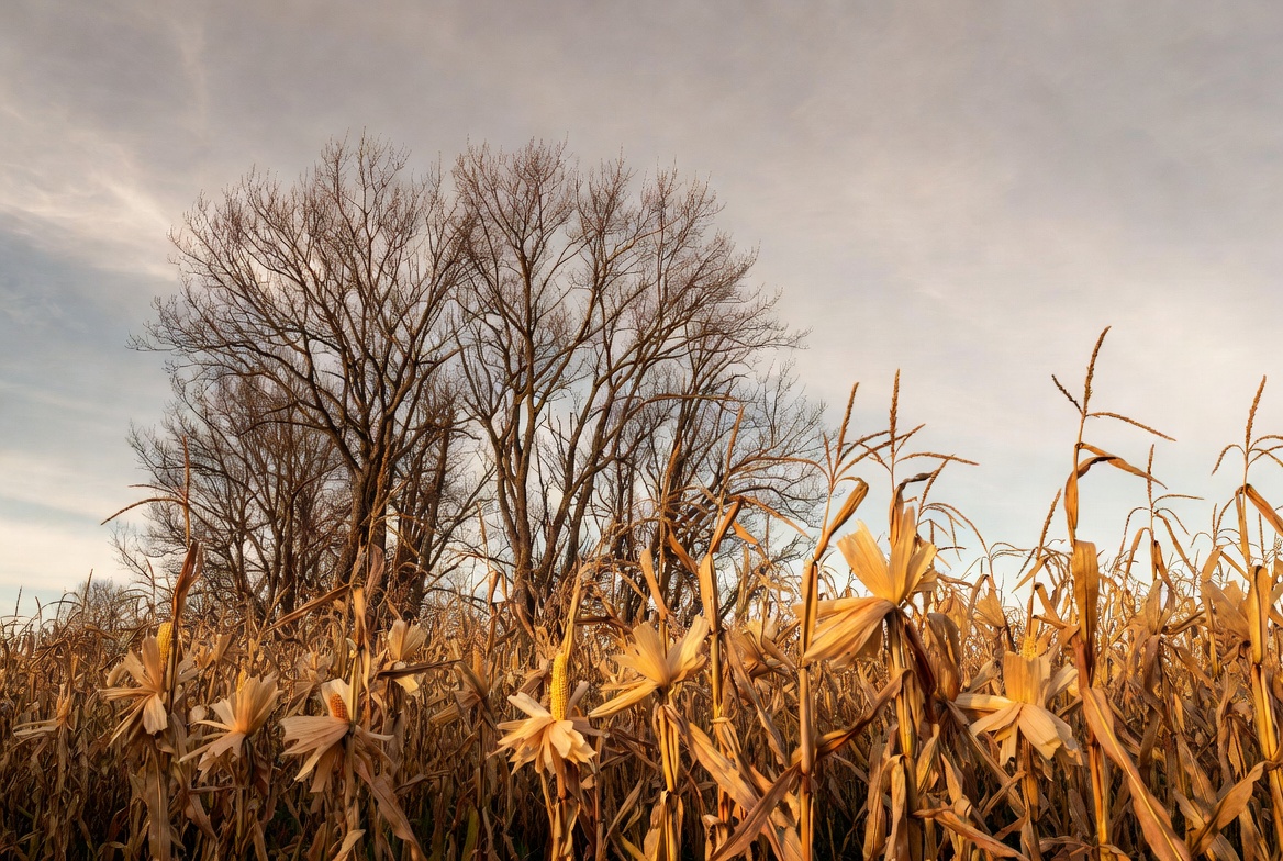 Corn Field with Bare Trees Corn Field with Bare Trees