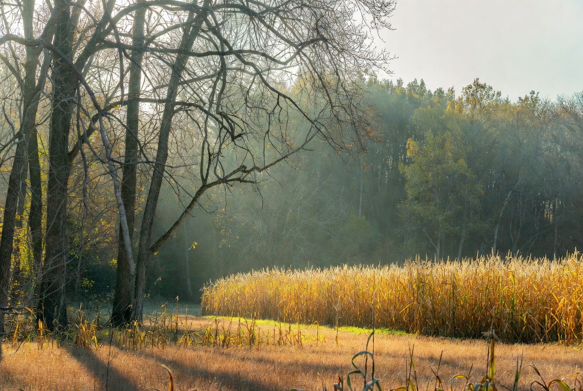 Golden Corn Field with Bare Trees Golden Corn Field with Bare Trees