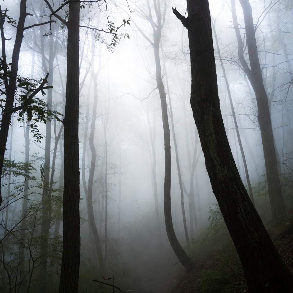 Foggy Forest with Tall Trees Foggy Forest with Tall Trees