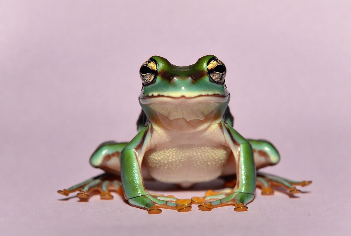 Green tree frog on pink background Green tree frog on pink background