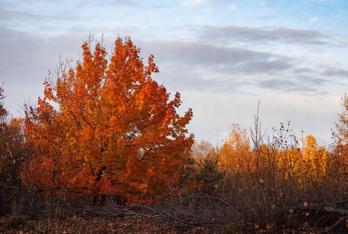 Vibrant orange autumn tree landscape Vibrant orange autumn tree landscape