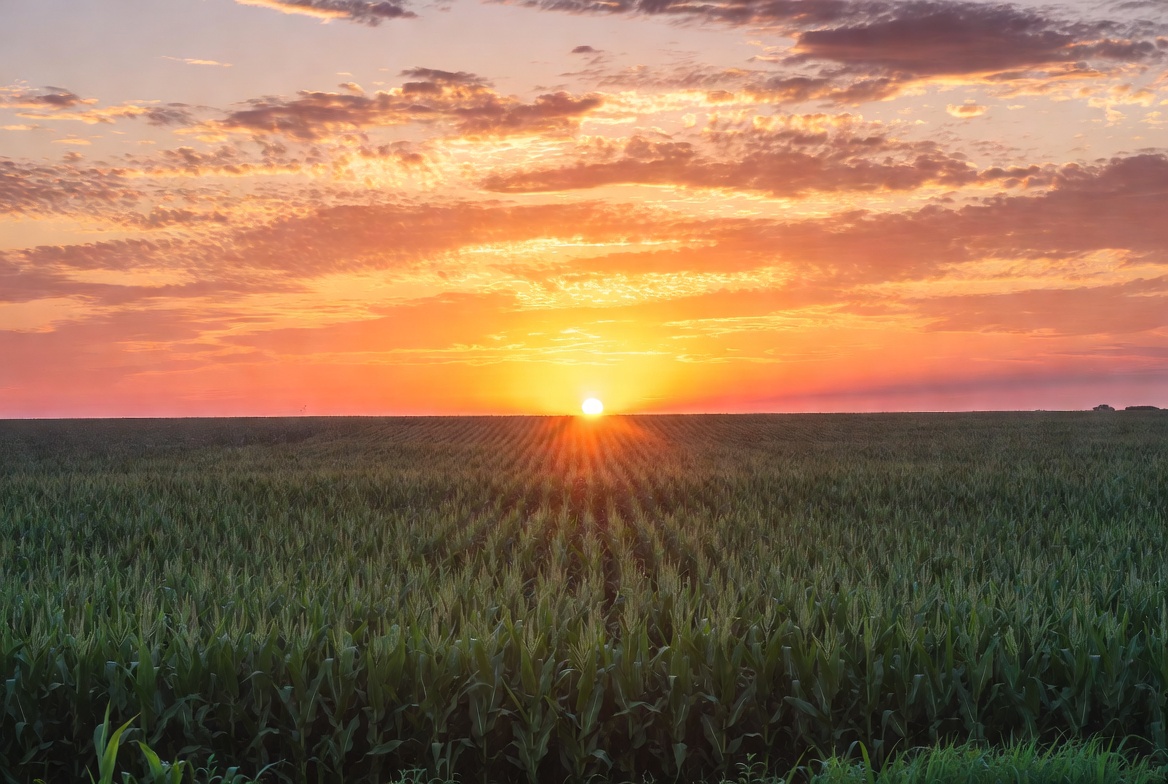 Sunset over cornfield Sunset over cornfield