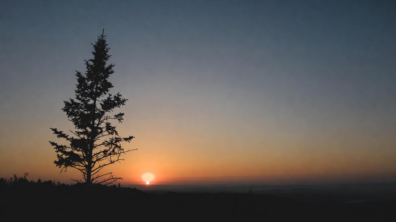 Silhouette fir tree at sunset Silhouette fir tree at sunset