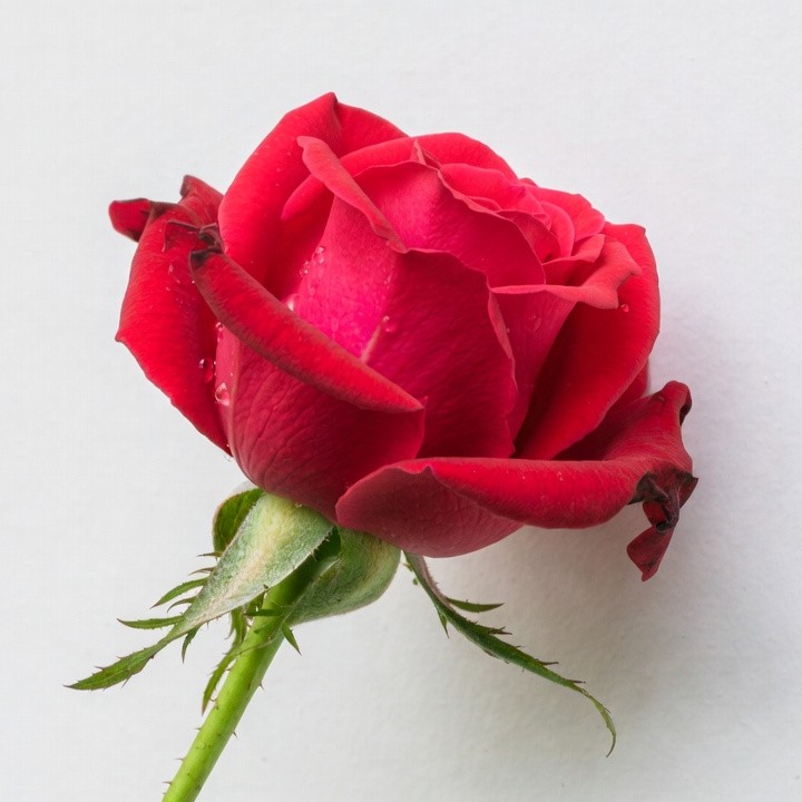 Red Rose with Dewdrops Red Rose with Dewdrops