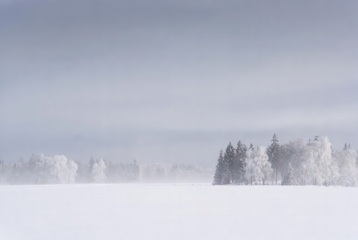 Snowy Pine Trees in Winter Field Snowy Pine Trees in Winter Field