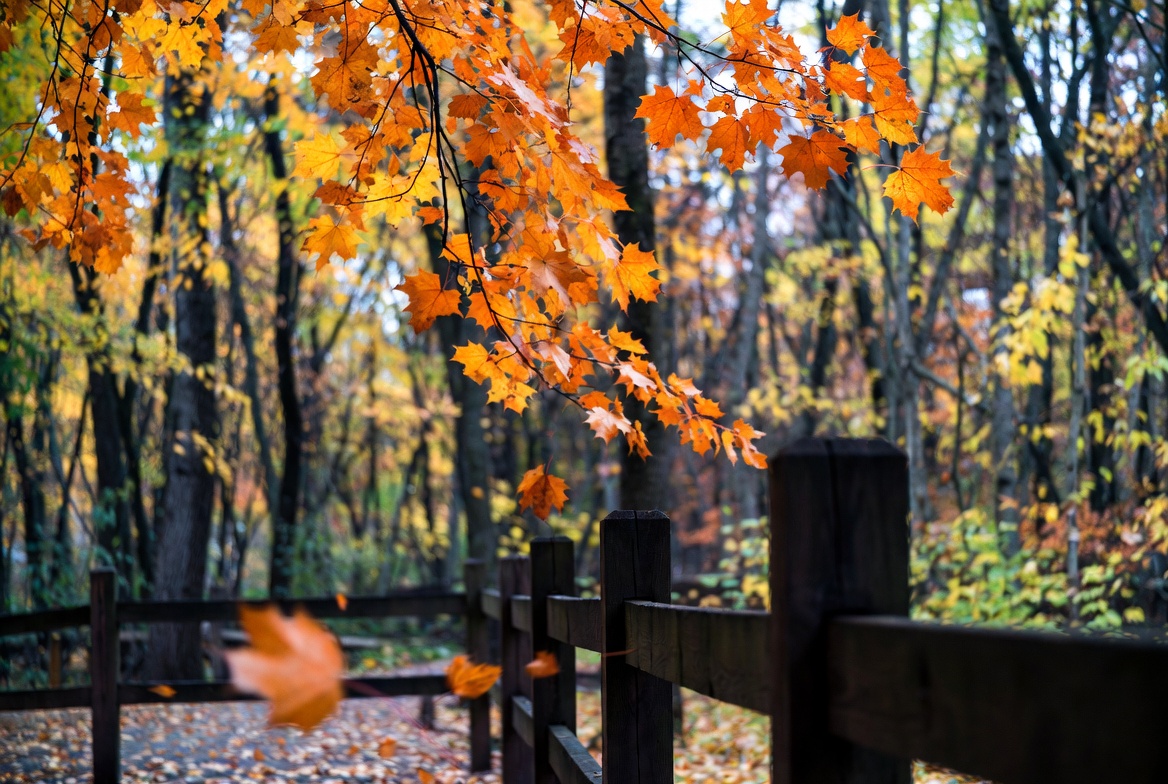 Autumn leaves over wooden fence Autumn leaves over wooden fence