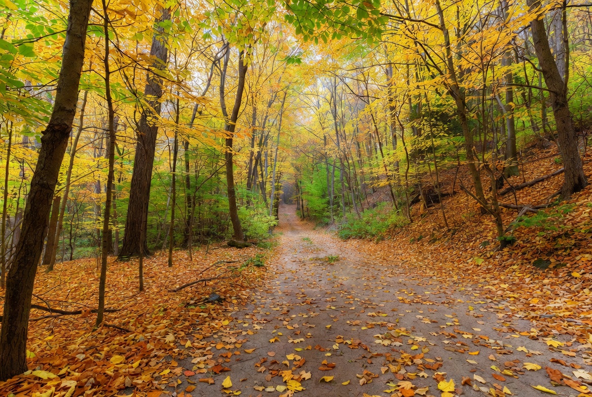 Autumn Forest Path with Yellow Leaves Autumn Forest Path with Yellow Leaves
