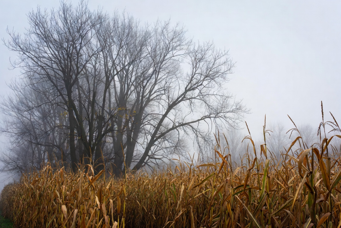 Foggy cornfield with bare trees Foggy cornfield with bare trees