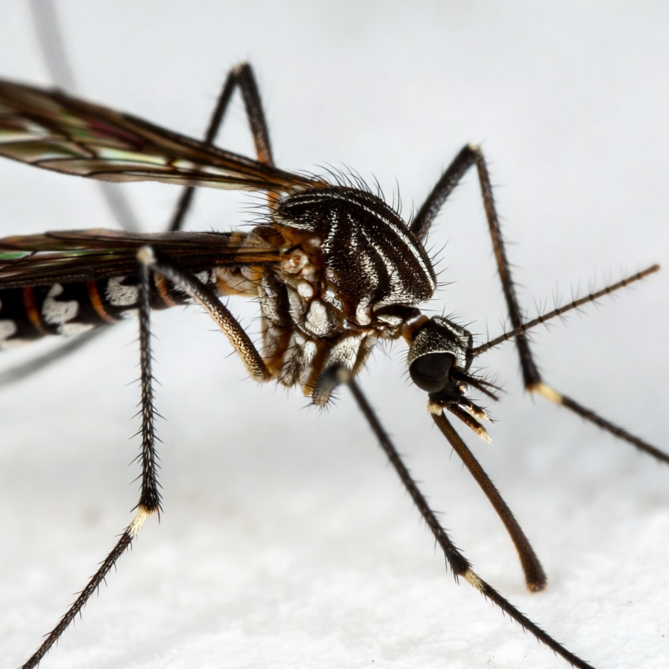 Closeup of striped mosquito Closeup of striped mosquito