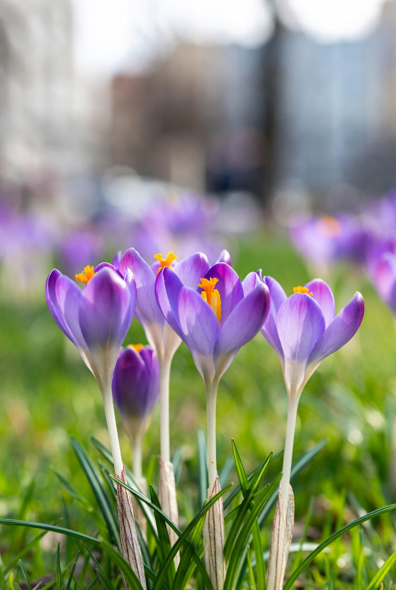 Purple crocuses blooming in grass Purple crocuses blooming in grass