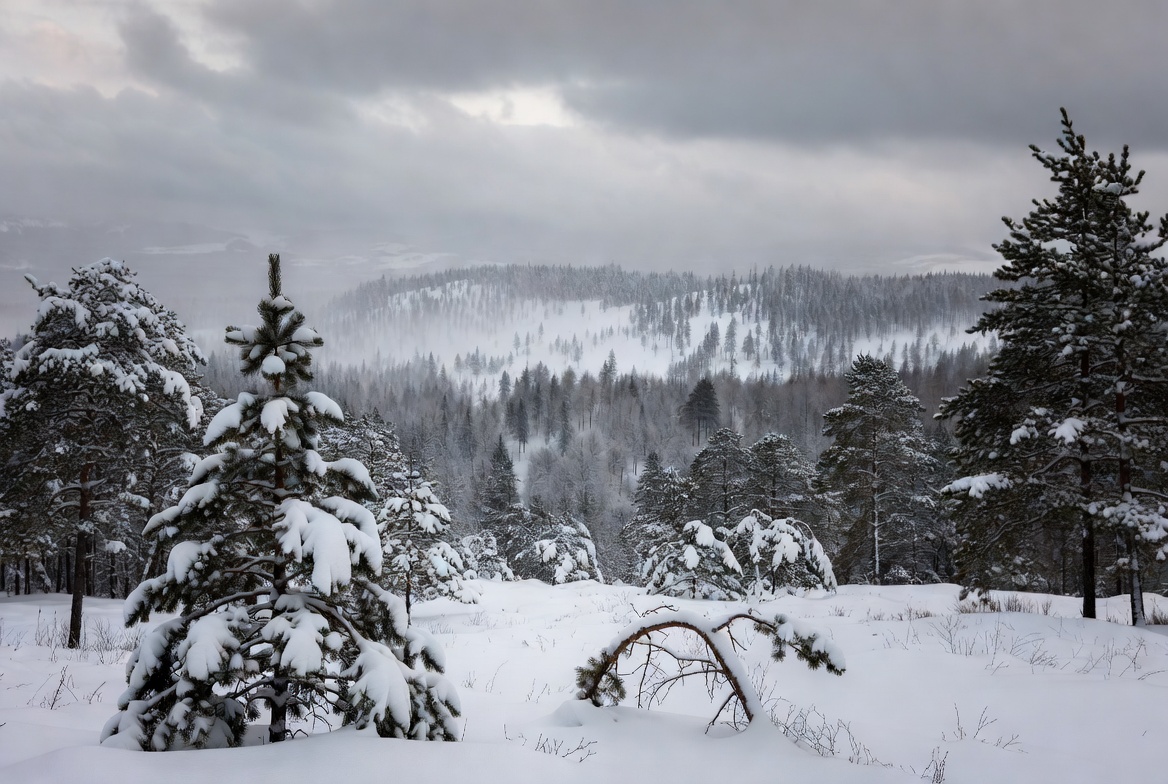 Snowy Pine Forest Landscape Snowy Pine Forest Landscape