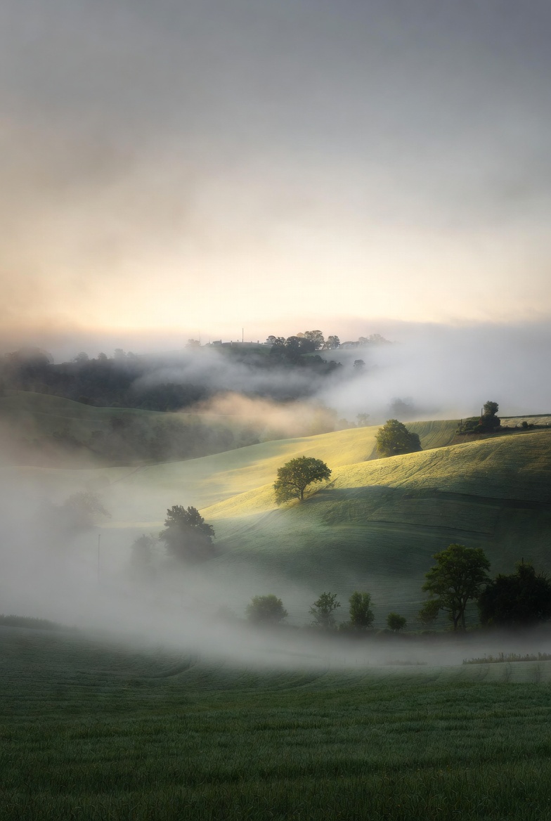 Misty Hills with Trees at Sunrise Misty Hills with Trees at Sunrise