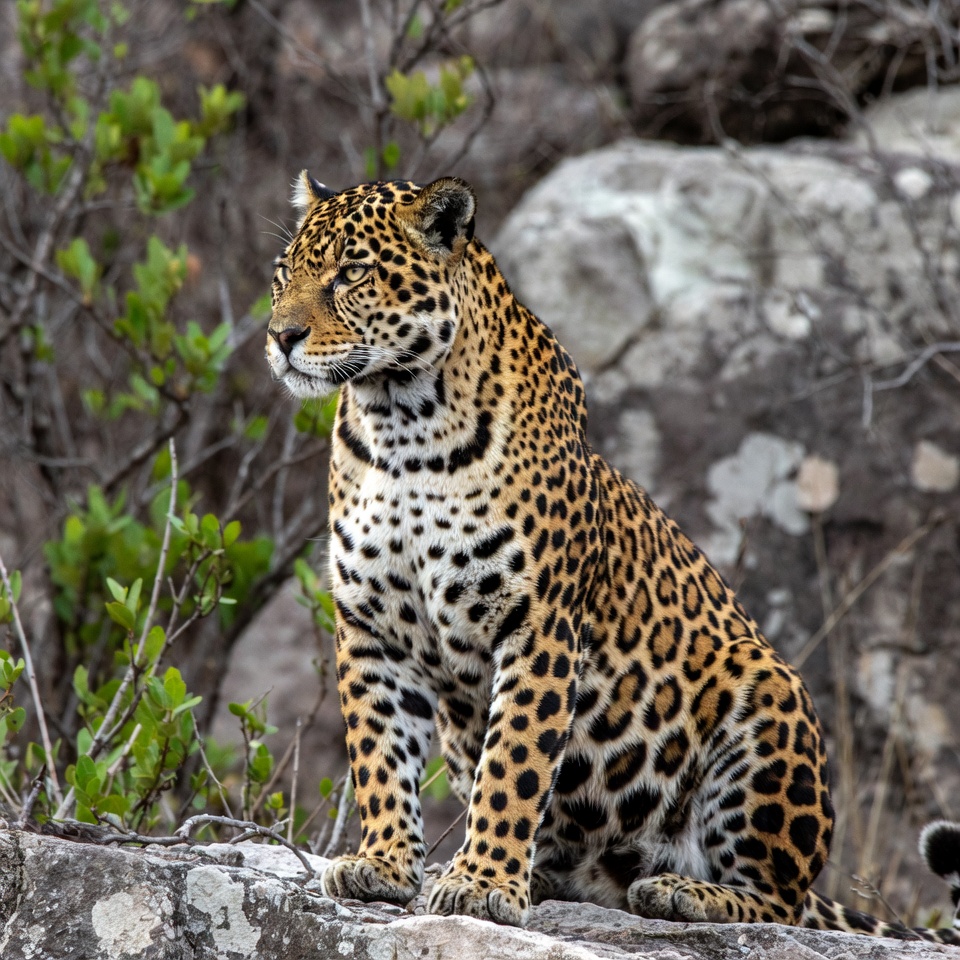 Jaguar sitting on rocky outcrop Jaguar sitting on rocky outcrop