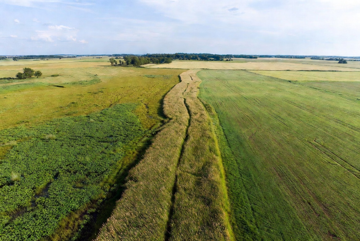 Aerial view of field path in golden crops Aerial view of field path in golden crops