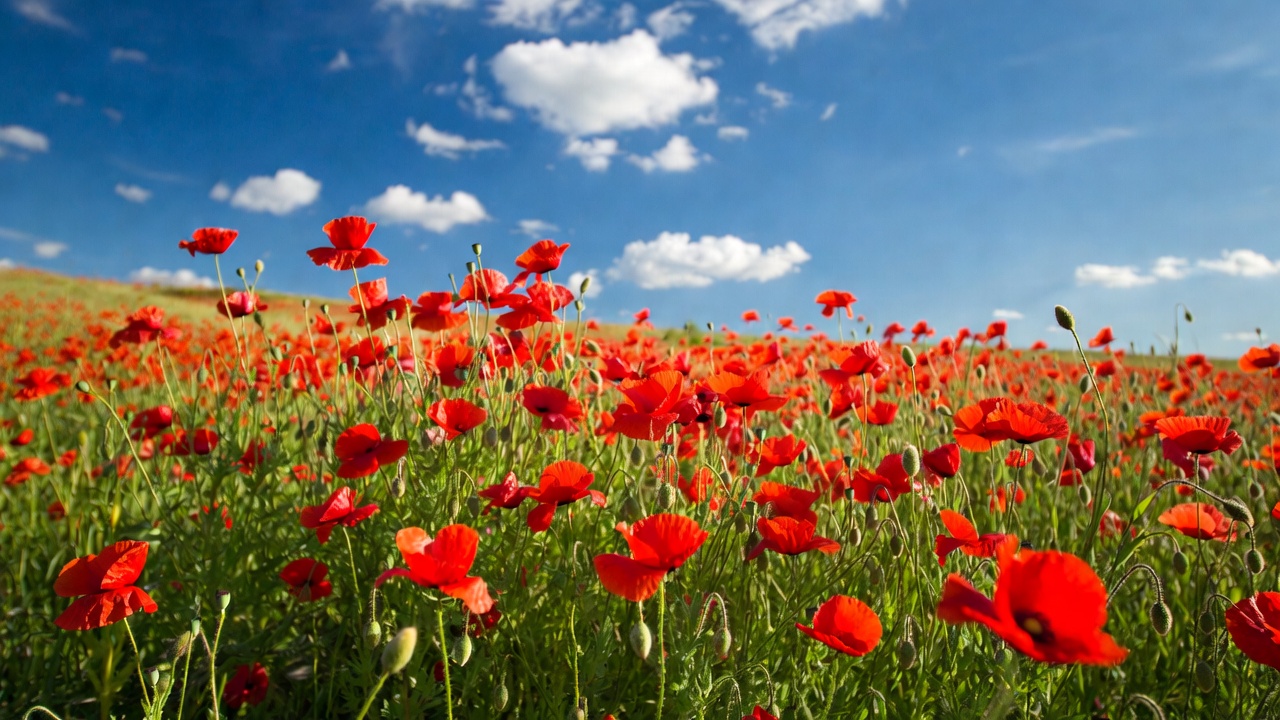 Red Poppy Field Under Blue Sky Red Poppy Field Under Blue Sky