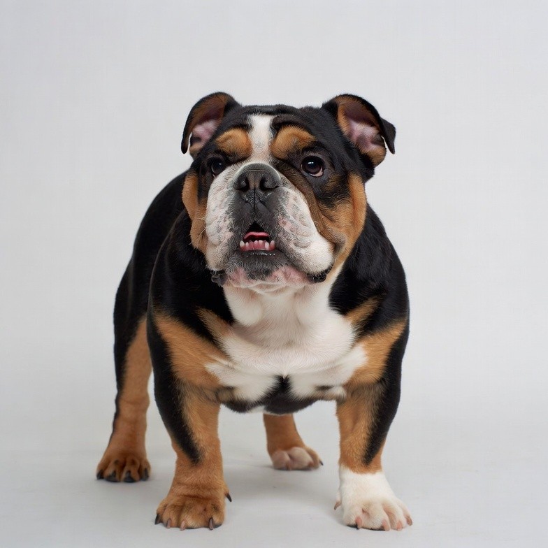 English Bulldog on white background English Bulldog on white background