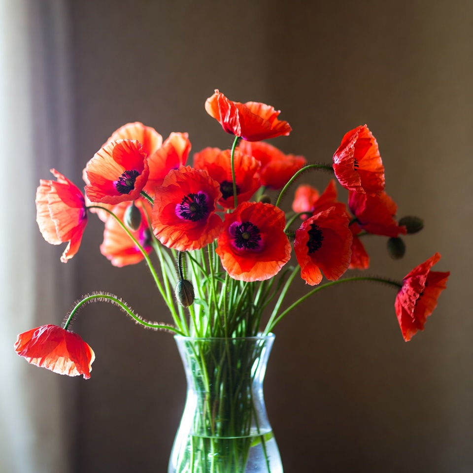 Red Poppies in Glass Vase Red Poppies in Glass Vase