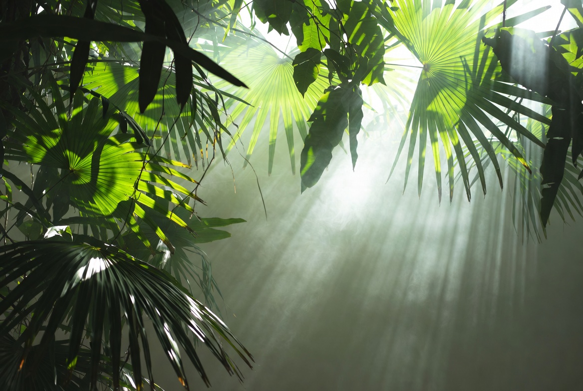 Sunlight Rays Through Tropical Leaves Sunlight Rays Through Tropical Leaves
