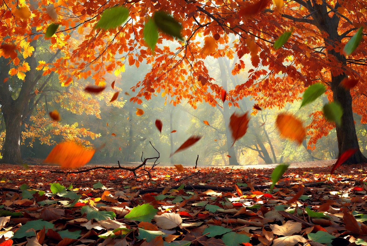 Autumn Forest with Falling Leaves Autumn Forest with Falling Leaves