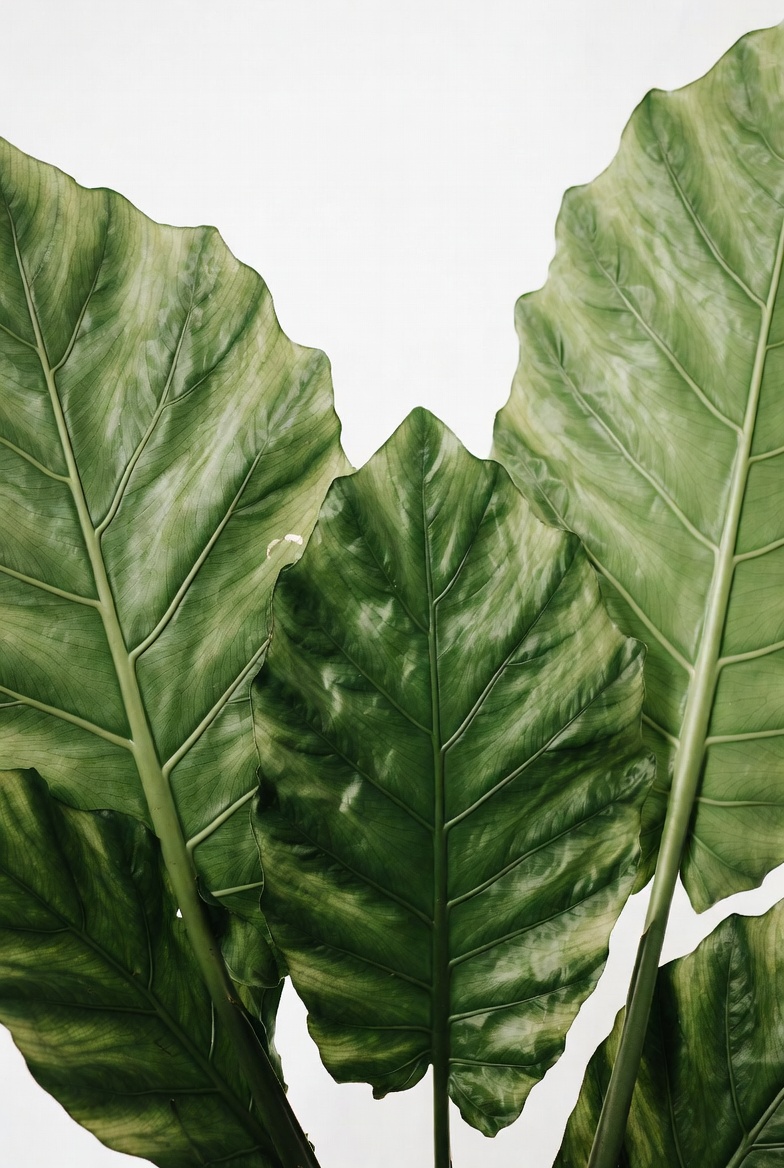 Large green monstera leaves isolated Large green monstera leaves isolated