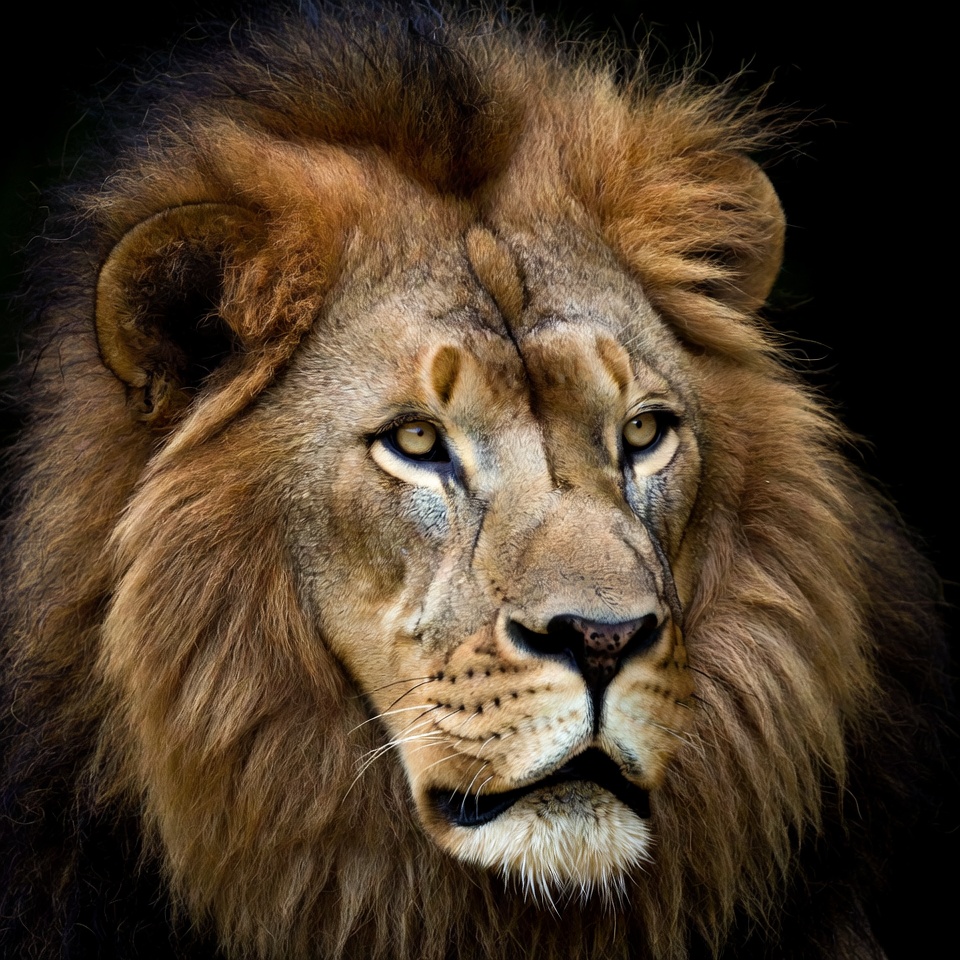 Lion with majestic mane Lion with majestic mane