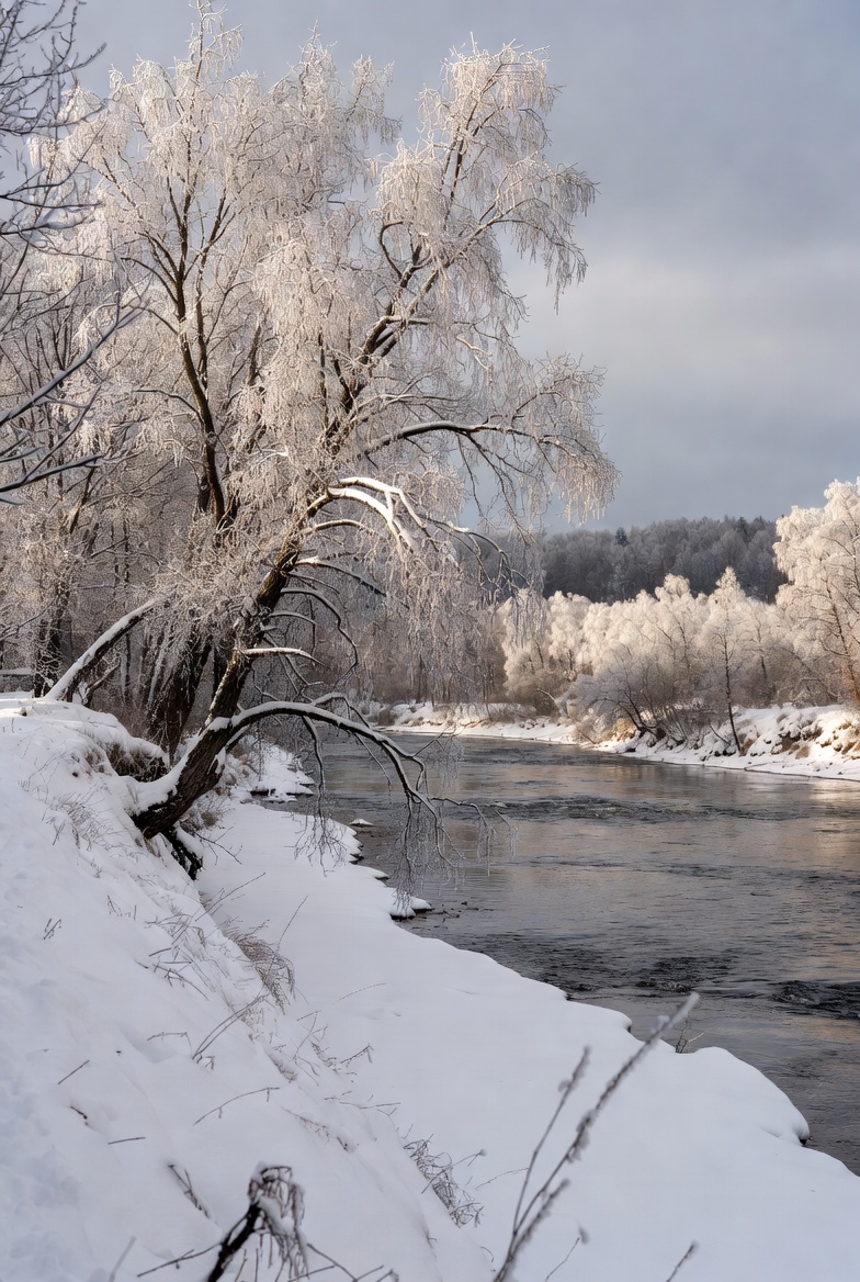 Frost-covered trees by snowy river Frost-covered trees by snowy river