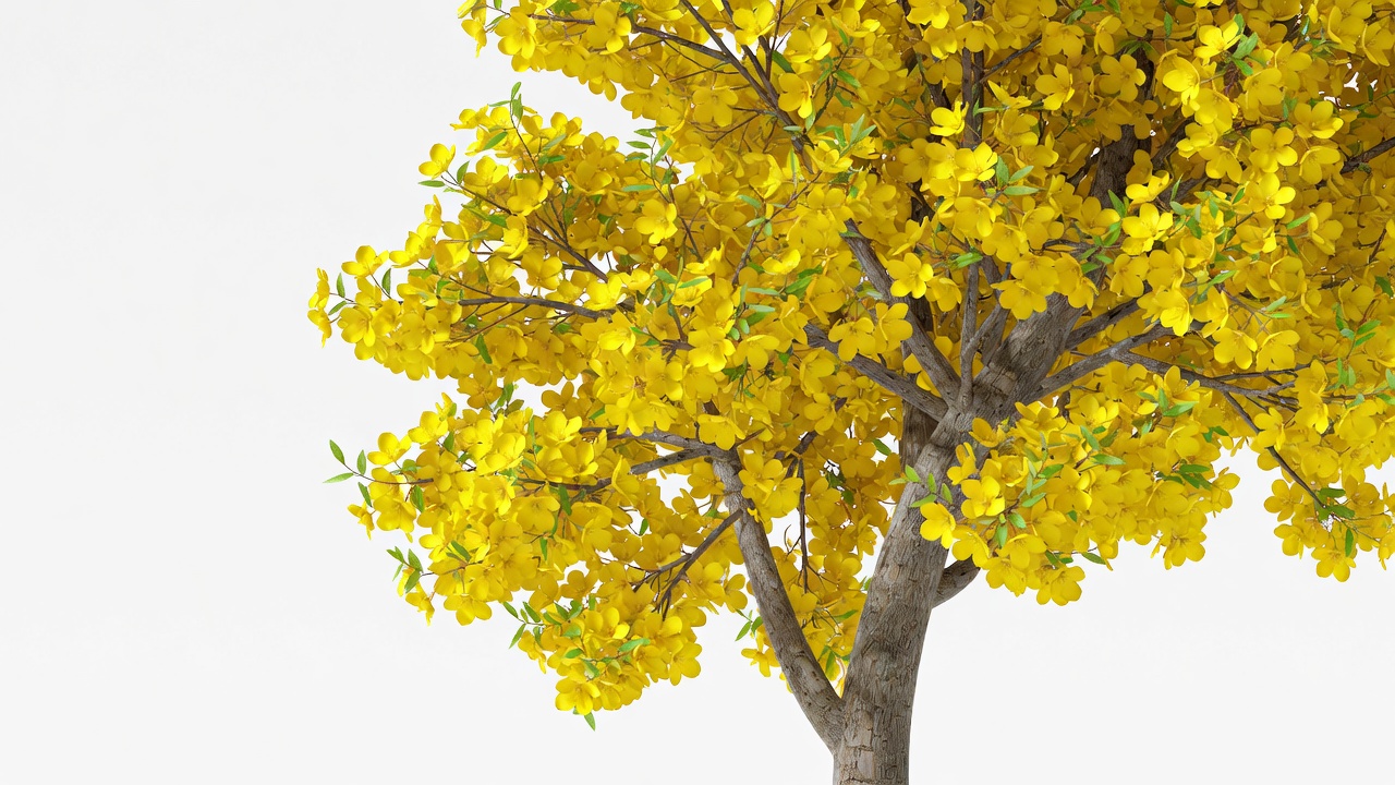 Vibrant yellow flowering tree Vibrant yellow flowering tree
