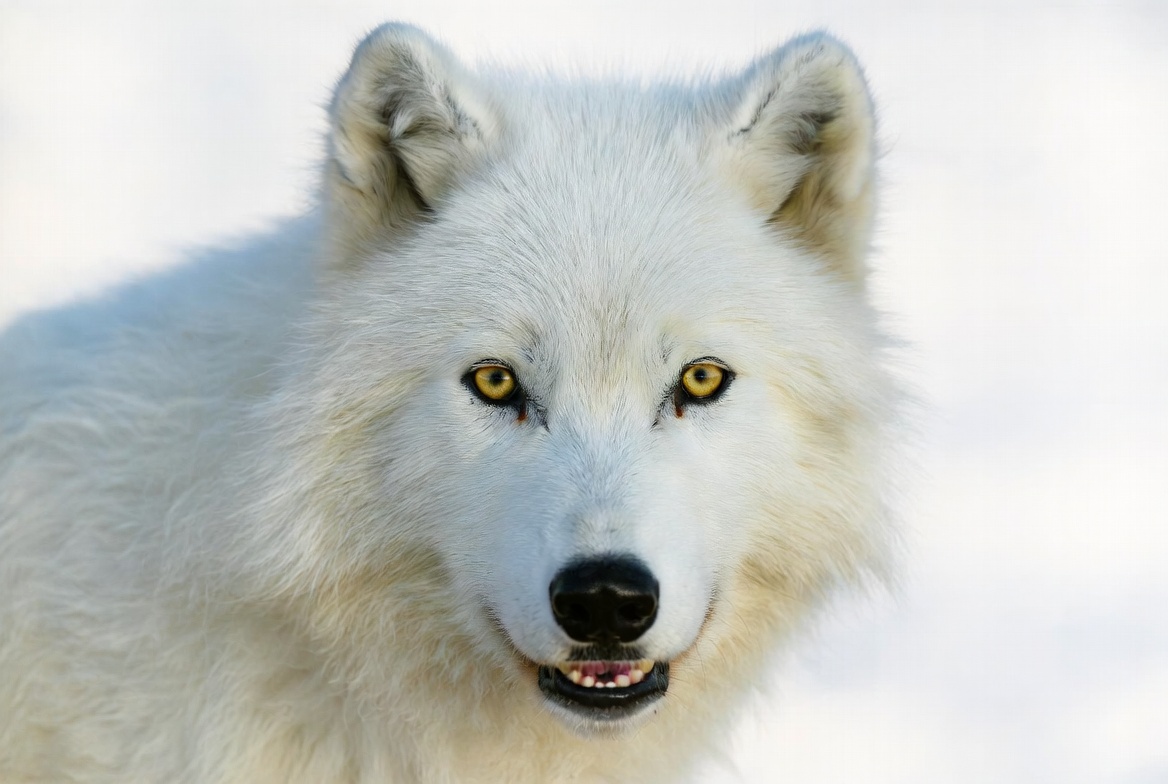 Close-up Arctic Wolf Portrait Close-up Arctic Wolf Portrait