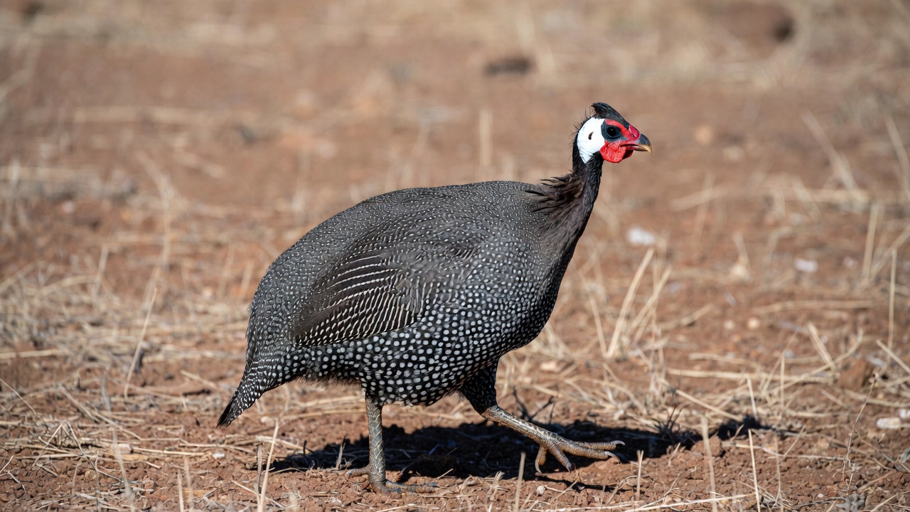 Helmeted Guineafowl walking on dry ground Helmeted Guineafowl walking on dry ground