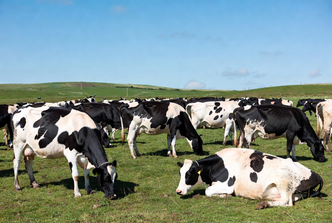 Herd of Holstein cows grazing in green pasture Herd of Holstein cows grazing in green pasture