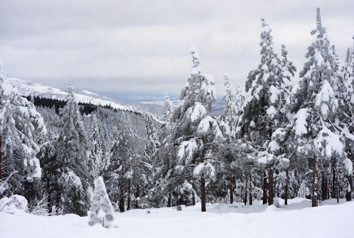 Snowy Pine Forest Landscape Snowy Pine Forest Landscape
